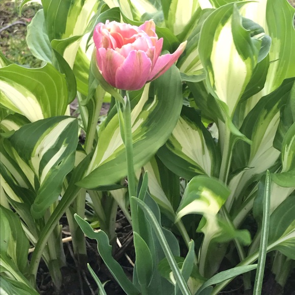 Meet your Posher, Julie - Picture 1 of 1